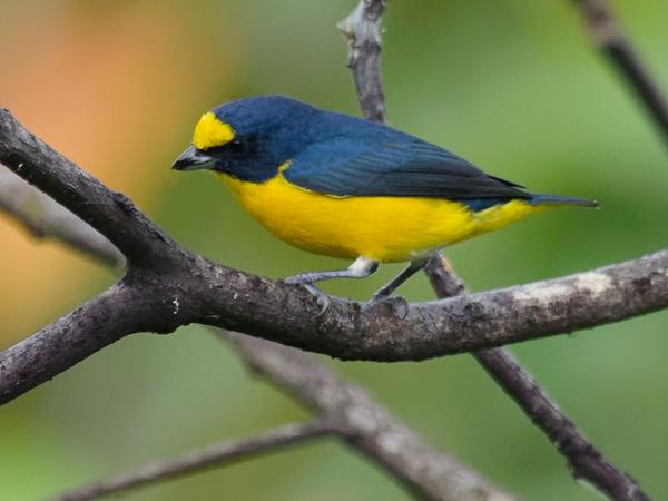 <h3><a href="/trips/costa-rica/biota/animalia/chordata/aves/040 passeriformes/121 fringillidae/euphonia hirundinacea/euphonia hirundinacea-nl.html">Euphonia&nbsp;hirundinacea</a> / Yellow‑throated&nbsp;euphonia / Geelkeelorganist</h3>OM-1 Mark II met M.300mm F4.0 + MC-14, 1/2000 sec  bij F5.6, ISO 10000, afstand 11.3&nbsp;m